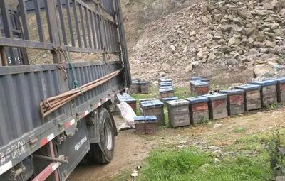 畜禽運輸利好 轉地放蜂車輛重獲綠通資格，高速通行費減免正式恢復